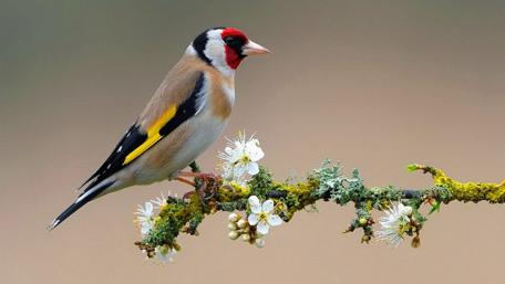 Colorful Goldfinch on a Branch wallpaper