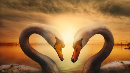 Elegant Swans Embracing at Sunset wallpaper