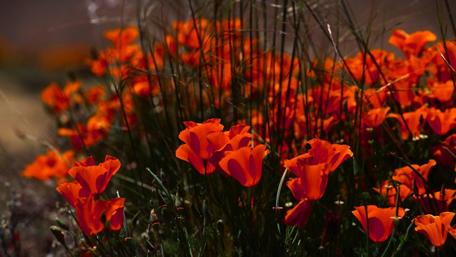 Vibrant Red Poppies in Bloom wallpaper