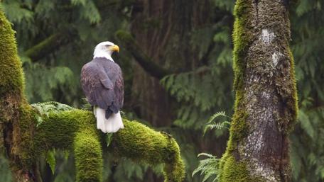 Majestic Bald Eagle in Mossy Forest wallpaper
