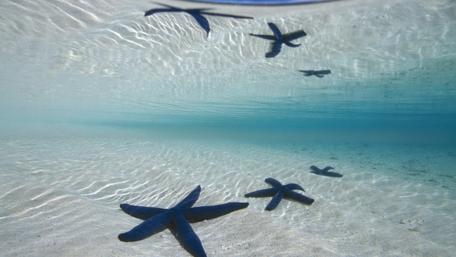 Underwater Serenity with Starfish wallpaper