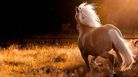 Majestic Horse at Sunset wallpaper