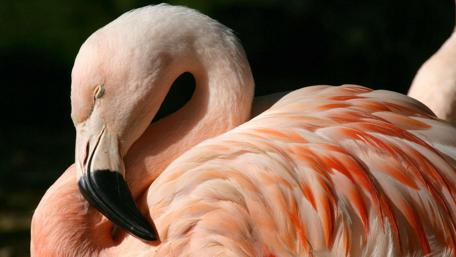 Elegant Flamingo Resting Gracefully in Nature wallpaper