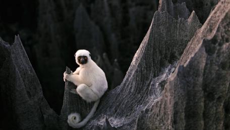 Lemur Amongst Tsingy's Stone Spires in Madagascar wallpaper
