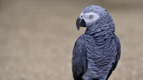 Majestic Grey Parrot Displaying Its Beauty wallpaper