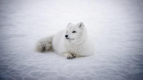 Majestic Arctic Fox in a Snowfield wallpaper