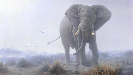 Majestic Elephant in Misty Savanna Scene wallpaper