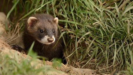 Adorable Ferret in the Wild wallpaper