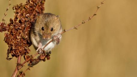 Charming Field Mouse on a Plant Stalk wallpaper