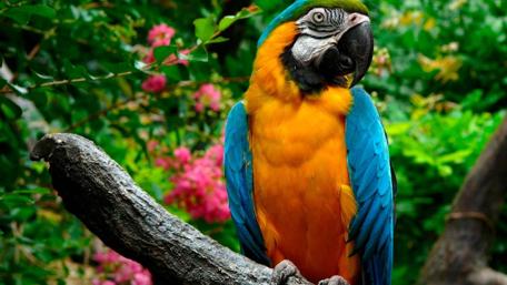 Vibrant Parrot Perched on a Branch wallpaper