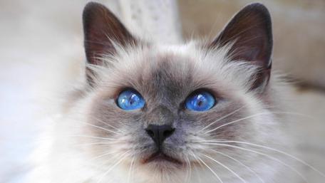 Blue-Eyed Beauty of the Feline World wallpaper