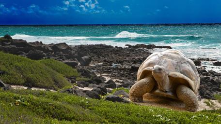 Coastal Giant Turtle Sanctuary wallpaper