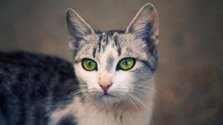 Elegant Feline with Striking Green Eyes wallpaper