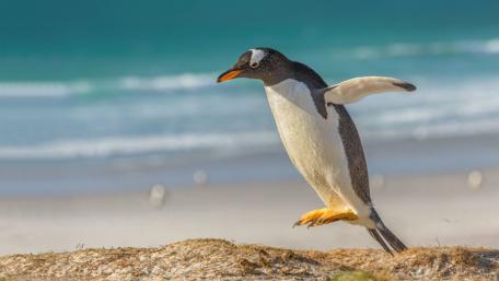 Playful Penguin Jumping on the Coastline wallpaper