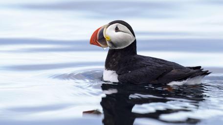 Puffin Swimming in Tranquil Waters wallpaper