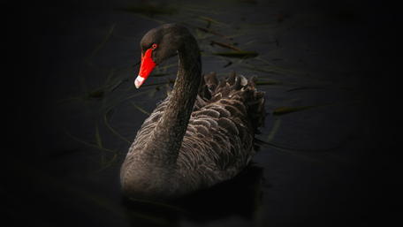 Elegant Black Swan Gliding on Serene Waters wallpaper
