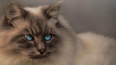 Soft Blue-Eyed Kitten Wallpaper Displaying Charm and Elegance wallpaper