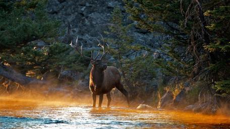 Majestic Deer by the Forest River wallpaper
