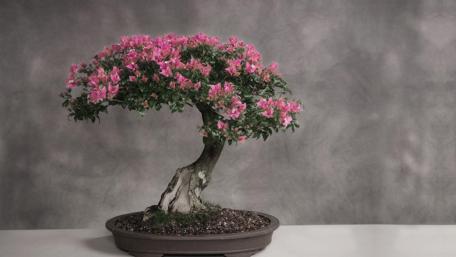 Elegant Bonsai Tree with Pink Blossoms wallpaper