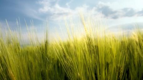 Golden Waves of Wheat Grassland Beauty wallpaper