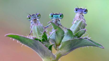 Captivating Dragonfly Trio on Leaf wallpaper