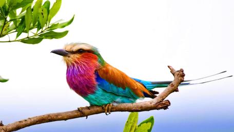 Colorful Majesty of the Lilac Breasted Roller wallpaper