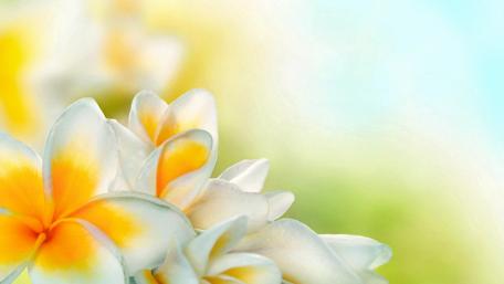 Blooming Dreams in Soft Hues wallpaper
