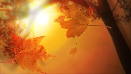 Golden Autumn Leaves Under a Gentle Sunlight wallpaper