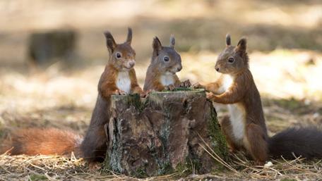 Adorable Squirrels Gathering wallpaper