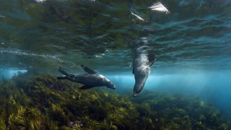 Playful Seals Swimming Beneath the Waves wallpaper