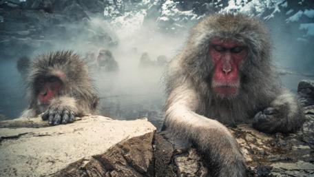Snow Monkeys Relaxing in Natural Hot Springs in Japan wallpaper