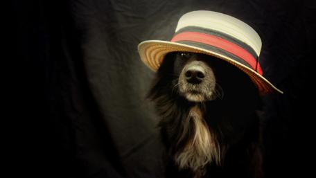 Charming Dog in a Stylish Hat wallpaper