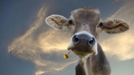Curious Cow with Flower in Mouth wallpaper