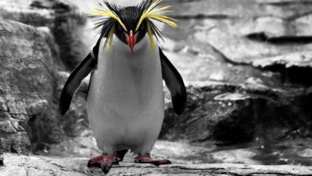 Majestic Rockhopper Penguin in Monochrome Mood wallpaper