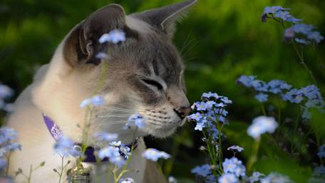 Serene Cat Amidst Blue Flowers in the Garden wallpaper