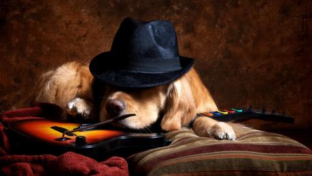 Stylish Dog with Guitar Hat Dreaming Away wallpaper