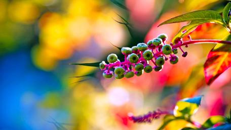 Vibrant Dreamscape Blossoms in 4K wallpaper