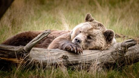 Bear Resting Peacefully on a Stump in the Wild wallpaper