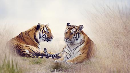 Serene Tigers in Golden Grasslands wallpaper