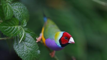Vibrant Gouldian Finch Perched Amongst Foliage wallpaper