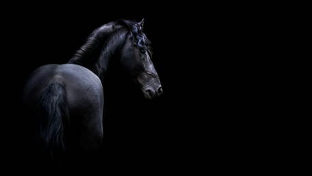 Majestic Dark Horse in the Night wallpaper