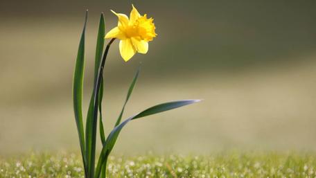 Bright Yellow Narcissus Blooming in Soft Light wallpaper