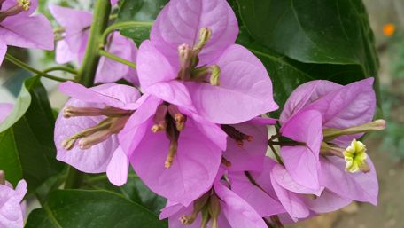 Vibrant Bougainvillea in Full Bloom wallpaper
