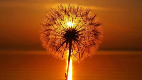 Golden Dandelion Against a Sunset Horizon wallpaper