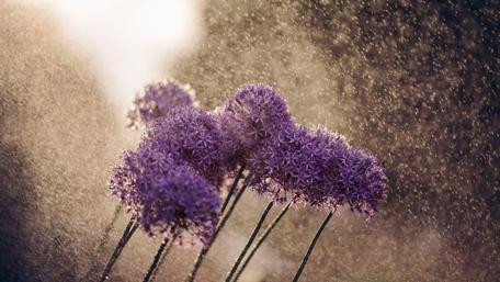 Purple Blossoms in a Rainy Garden wallpaper