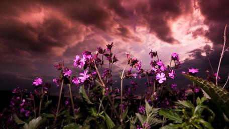 Majestic Wildflowers Under a Dramatic Sky wallpaper