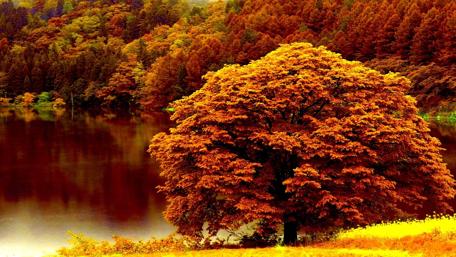 Vibrant Autumn Reflections of Nature's Beauty wallpaper