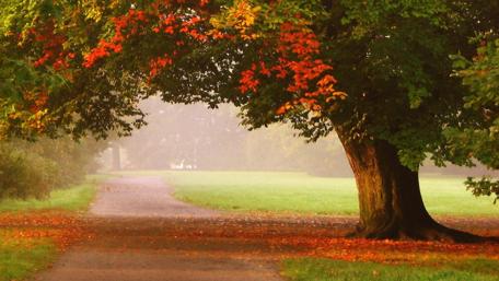 Vibrant Autumn Serenity in Nature's Embrace wallpaper