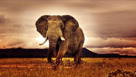 Majestic Elephant in the Wild wallpaper