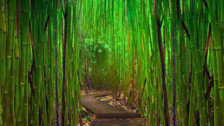 Serene Path Through Lush Bamboo Forest wallpaper